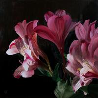 Alstroemeria by Paul Beckingham